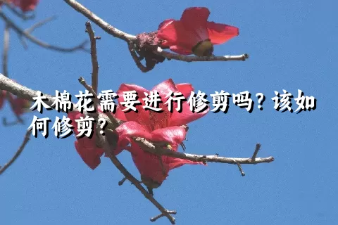 木棉花需要进行修剪吗？该如何修剪？