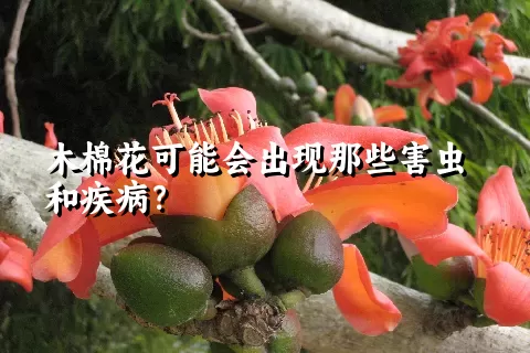 木棉花可能会出现那些害虫和疾病？