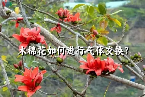 木棉花如何进行气体交换？