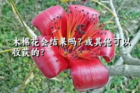 木棉花会结果吗？或其他可以收获的？