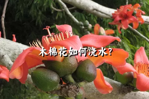 木棉花如何浇水？