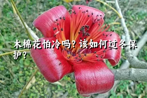 木棉花怕冷吗？该如何过冬保护？