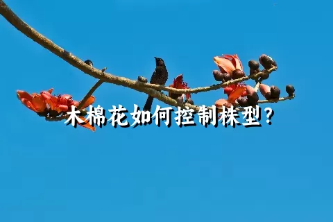 木棉花如何控制株型？