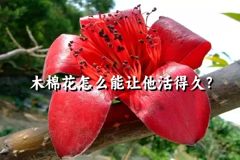 木棉花怎么能让他活得久？