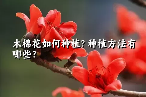 木棉花如何种植？种植方法有哪些？