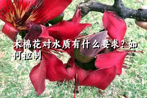 木棉花对水质有什么要求？如何控制