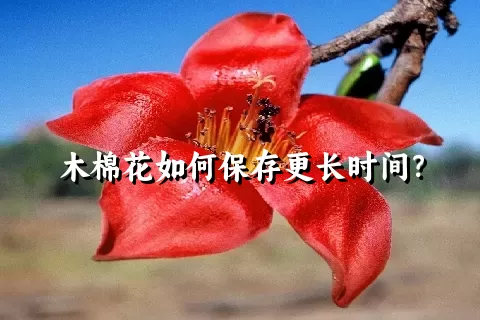 木棉花如何保存更长时间？