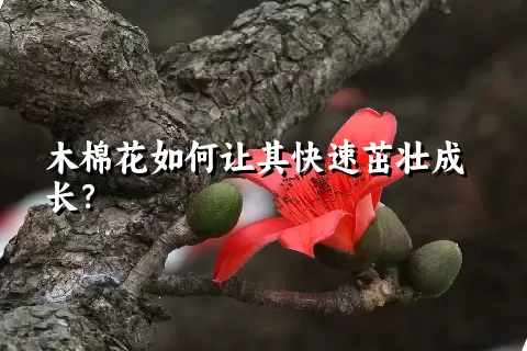 木棉花如何让其快速茁壮成长？