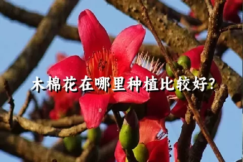 木棉花在哪里种植比较好？