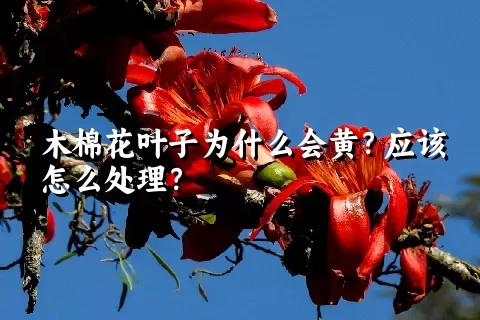 木棉花叶子为什么会黄？应该怎么处理？