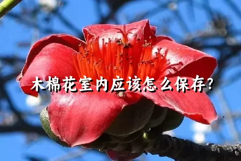 木棉花室内应该怎么保存？