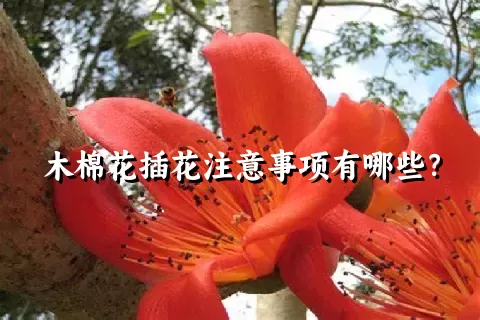 木棉花插花注意事项有哪些？