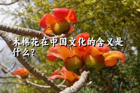 木棉花在中国文化的含义是什么？