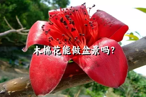 木棉花能做盆景吗？