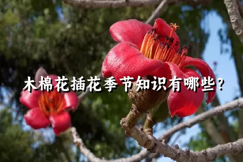 木棉花插花季节知识有哪些？