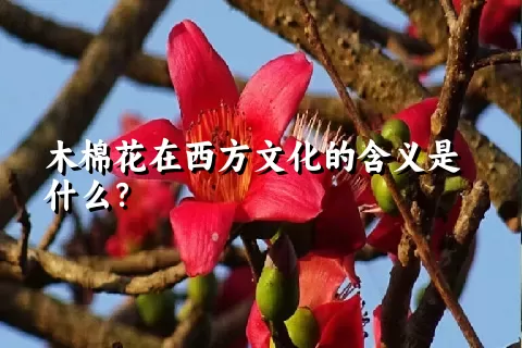 木棉花在西方文化的含义是什么？