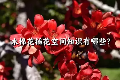 木棉花插花空间知识有哪些？