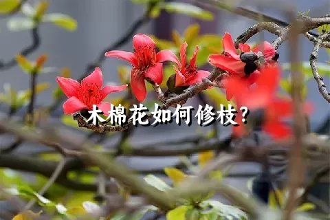 木棉花如何修枝？