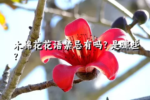 木棉花花语禁忌有吗？是哪些？