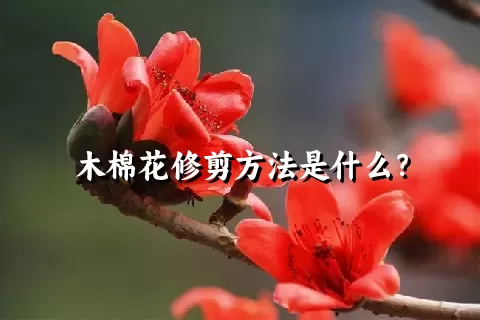 木棉花修剪方法是什么？