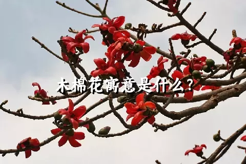 木棉花寓意是什么？