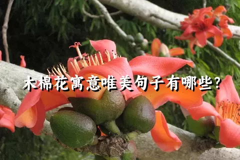 木棉花寓意唯美句子有哪些？