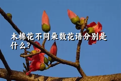 木棉花不同朵数花语分别是什么？