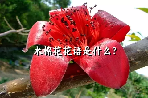 木棉花花语是什么？