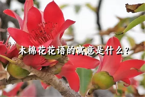 木棉花花语的寓意是什么？