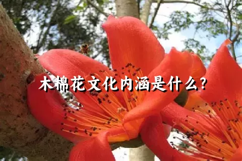 木棉花文化内涵是什么？