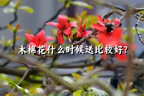 木棉花什么时候送比较好？