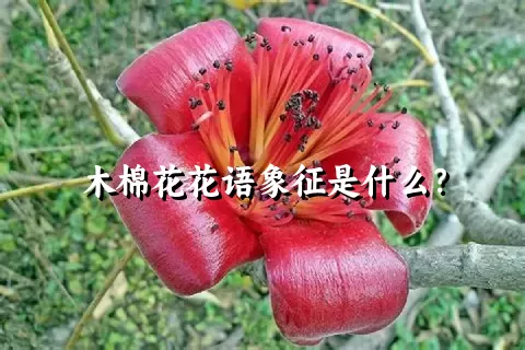 木棉花花语象征是什么？