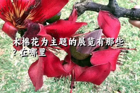 木棉花为主题的展览有那些？在哪里