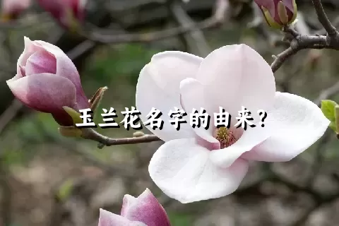 玉兰花名字的由来？