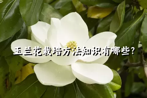 玉兰花栽培方法知识有哪些？