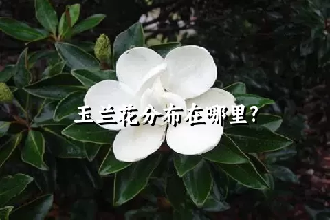 玉兰花分布在哪里?