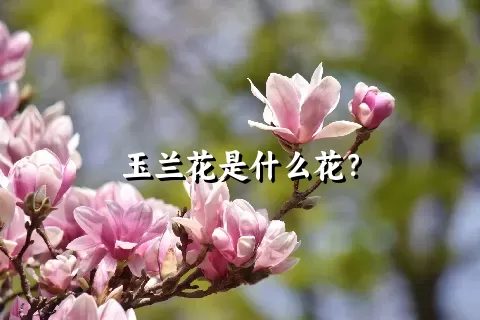 玉兰花是什么花？