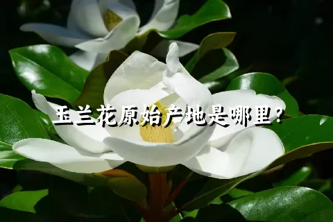 玉兰花原始产地是哪里？