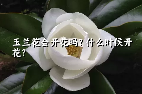 玉兰花会开花吗？什么时候开花？