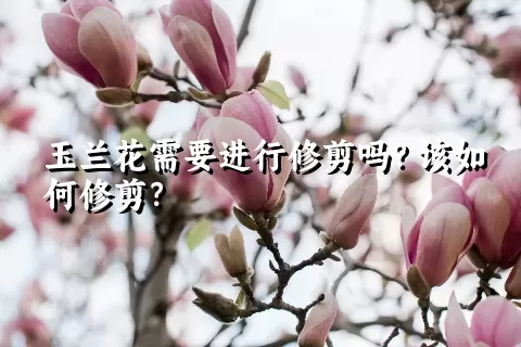 玉兰花需要进行修剪吗？该如何修剪？