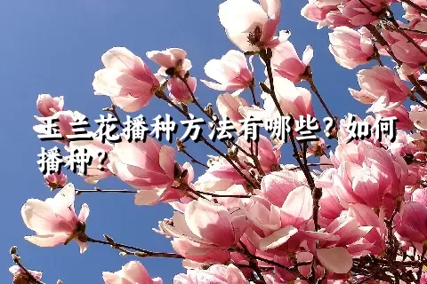 玉兰花播种方法有哪些？如何播种？