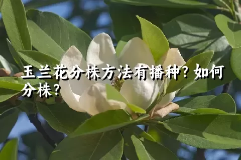 玉兰花分株方法有播种？如何分株？