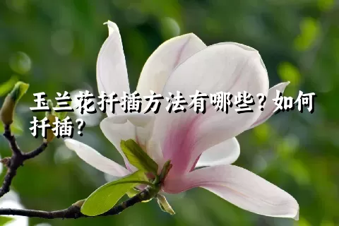 玉兰花扦插方法有哪些？如何扦插？