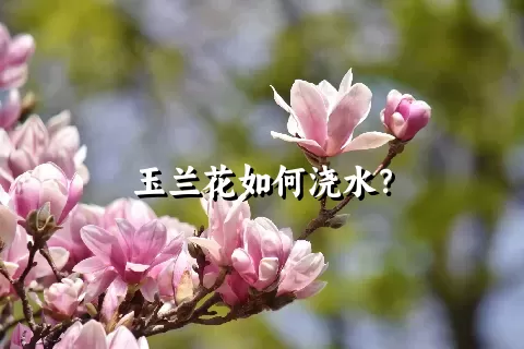 玉兰花如何浇水？