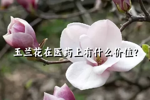 玉兰花在医药上有什么价值？