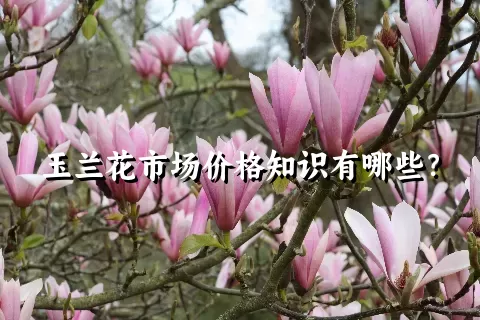 玉兰花市场价格知识有哪些？