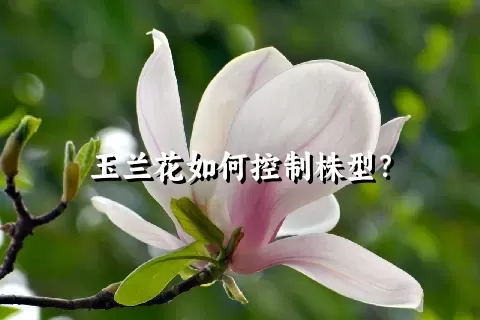 玉兰花如何控制株型？