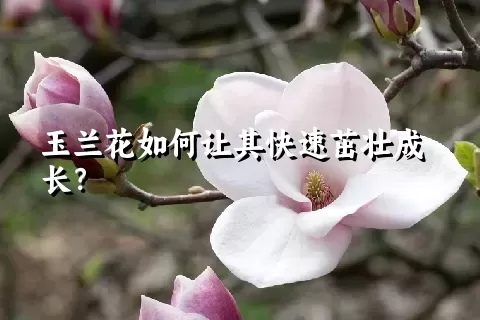 玉兰花如何让其快速茁壮成长？