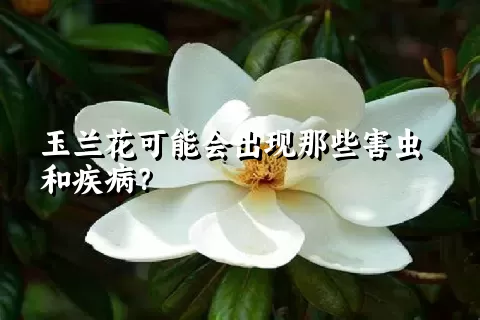 玉兰花可能会出现那些害虫和疾病？