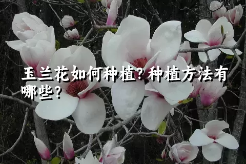 玉兰花如何种植？种植方法有哪些？